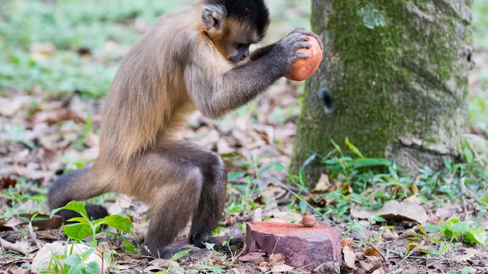 人类何时开始在南美定居?新研究指巴西发现的“石器工具”其实出自卷尾猴的祖先