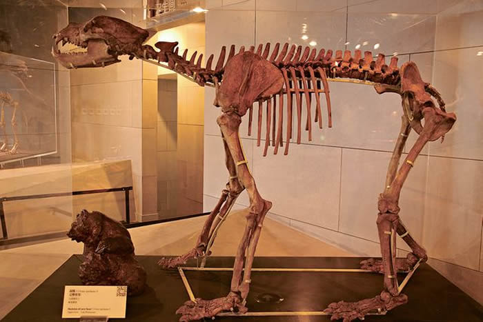 解密发现于北京周口店遗址的山顶洞人