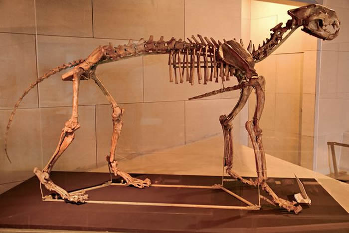 解密发现于北京周口店遗址的山顶洞人