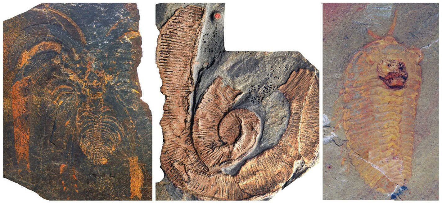 摩洛哥泰舒特遗址发现的化石表明:巨型节肢动物在4.7亿年前统治着海洋