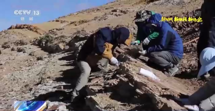 如何推动我国古生物学研究走向国际最前沿?