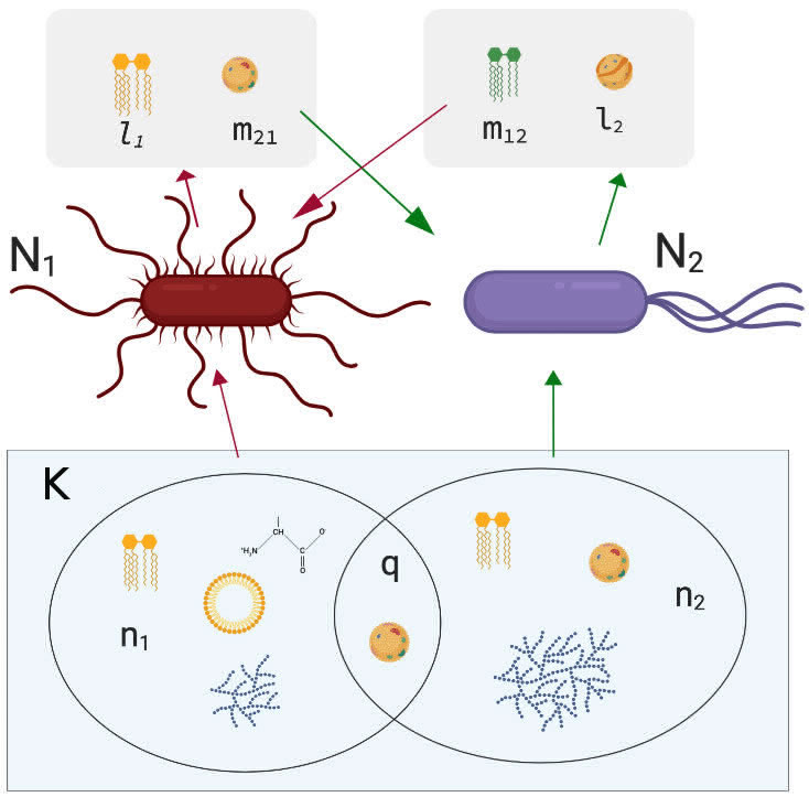 �о���Ա�����µ���ѧģ�� �����о�΢������Ⱥ֮����̬�໥���õı仯