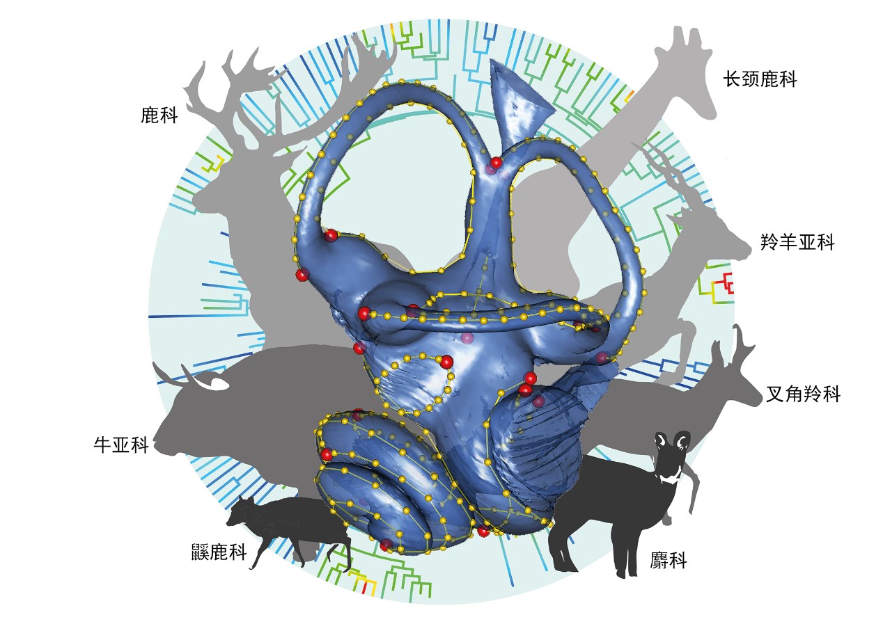 化石研究不可“貌相”?听觉器官成革命性证据