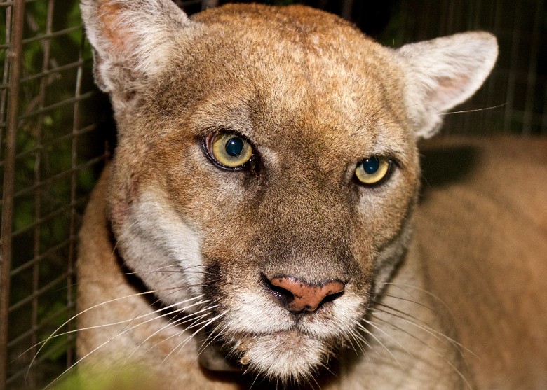 ����������ɼ������Ϊ���ж��ﱣ������������ʨP-22������ײ�����˵�����