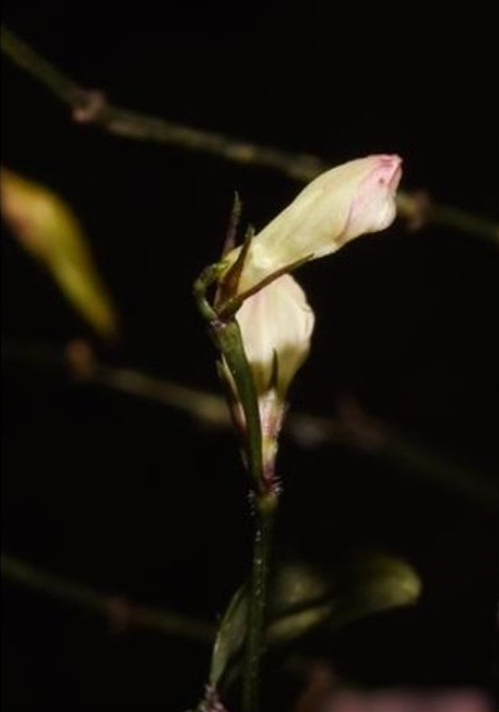 中国科学院武汉植物园团队在马达加斯加重新发现消失逾百年珍稀植物塔那拉爵床
