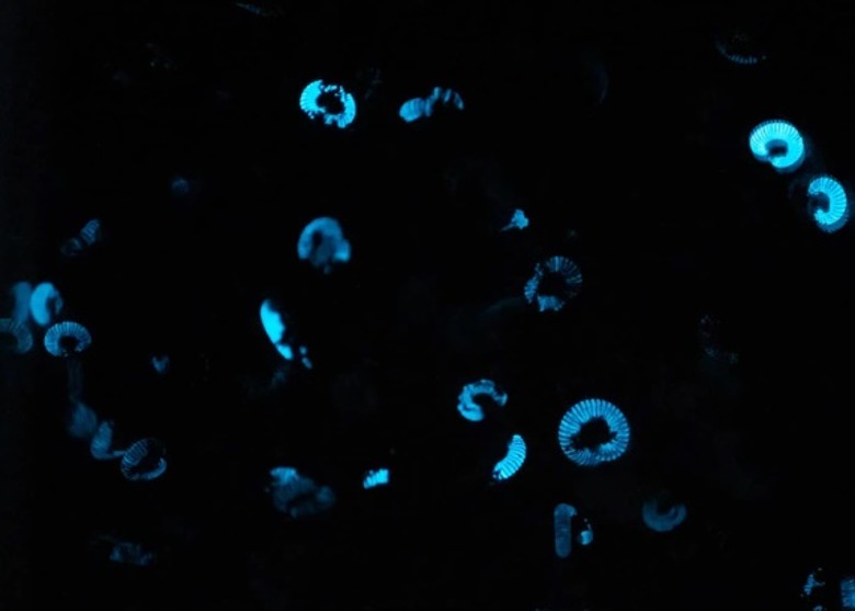 ʿʡĿûᷢġǧ桱½ ֤δ¼