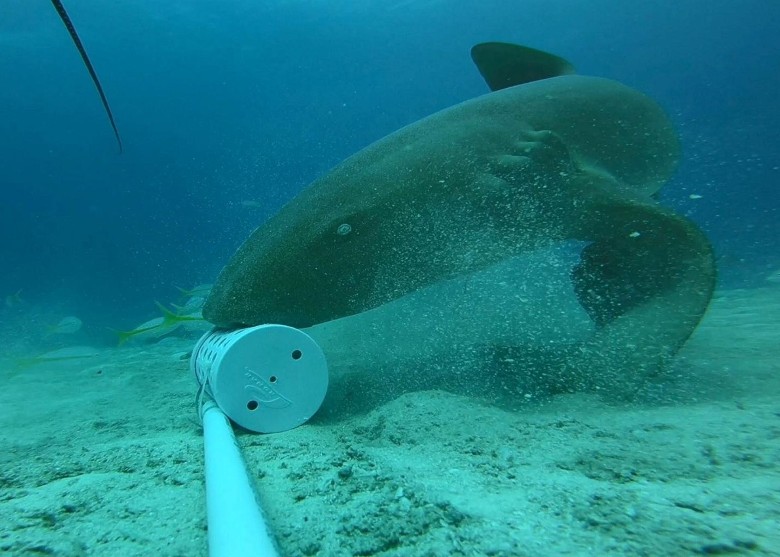 研究显示护士鲨在进食时“动静多” 在海床做出步行和倒立等动作