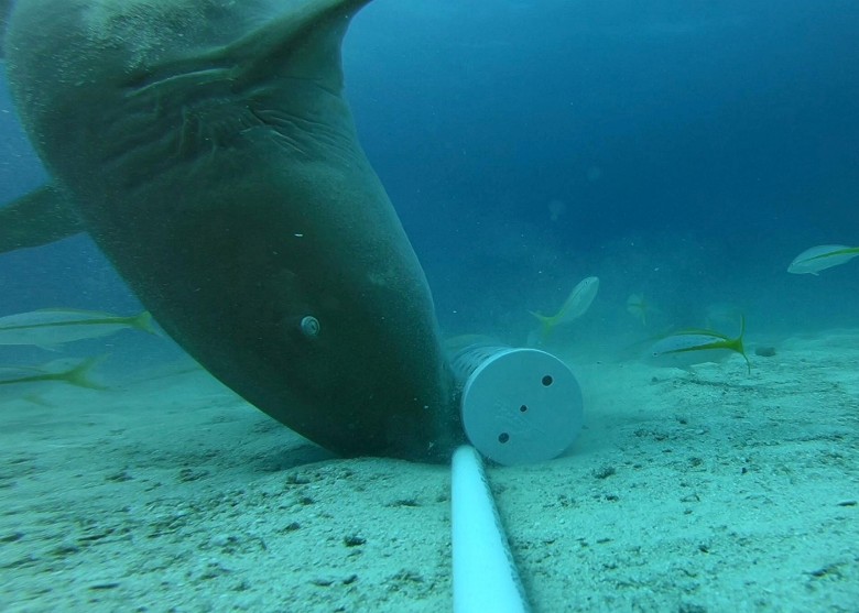 研究显示护士鲨在进食时“动静多” 在海床做出步行和倒立等动作