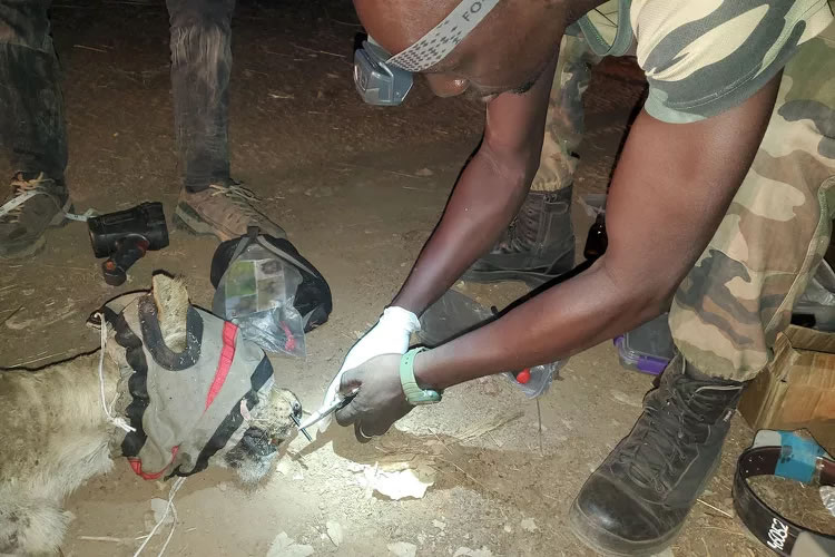 ���ڼӶ���¿��޿ư͹��ҹ�԰ĸʨ����ȫ�Ǻ����� 1�����޷��Զ���