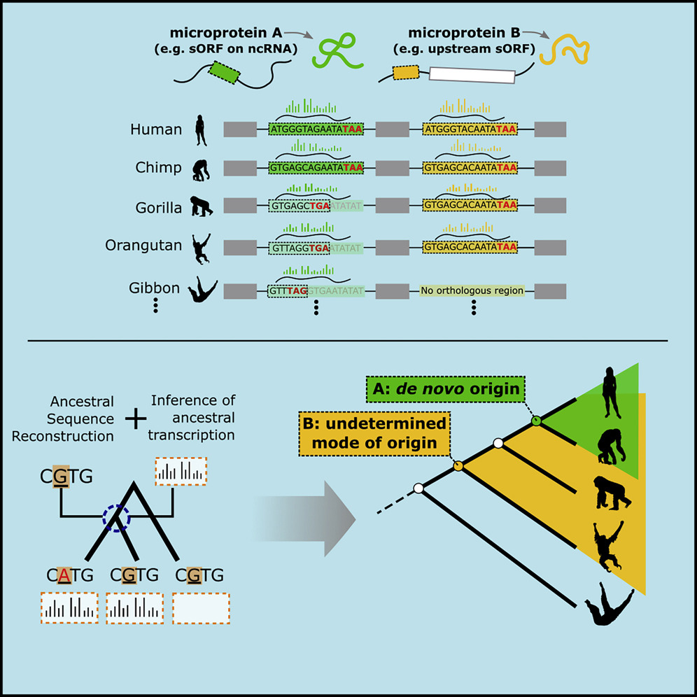 700万年前现代人类从黑猩猩祖先进化中分离出来 今天仍在继续进化