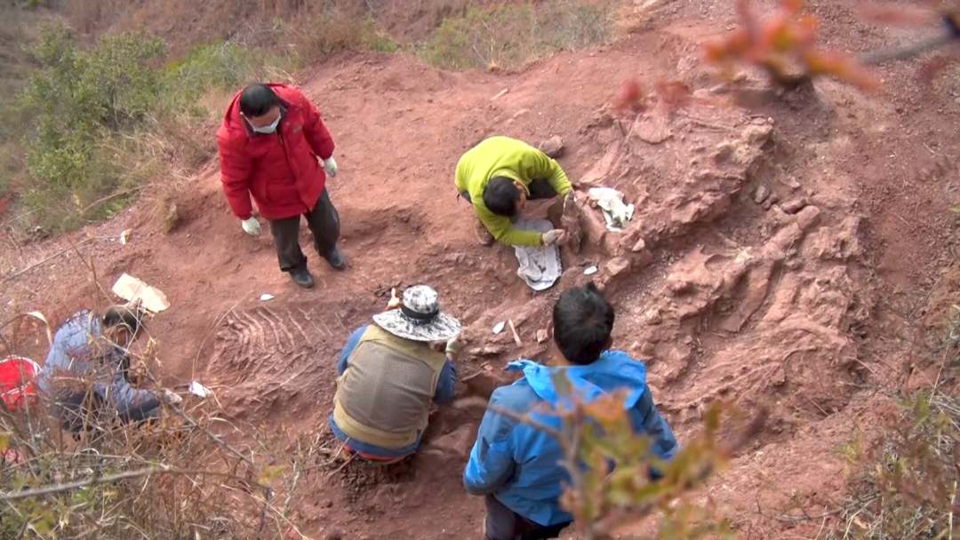 云南楚雄开始对9处恐龙化石点进行抢救性发掘工作