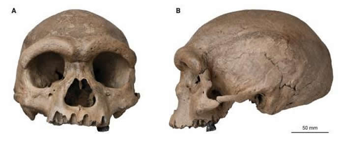 季强领衔研究的龙人研究成果入编德国塔森出版社新书《科学图解》