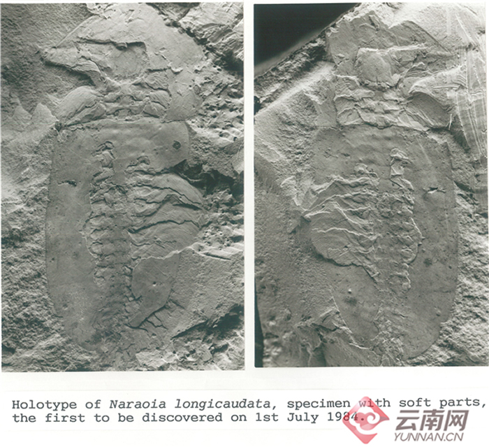 澄江化石群发现者侯先光:揭开5.18亿年前寒武纪生命大爆发面纱
