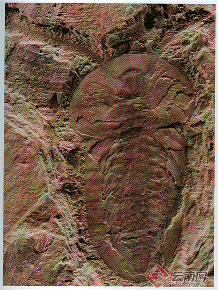 澄江化石群发现者侯先光:揭开5.18亿年前寒武纪生命大爆发面纱