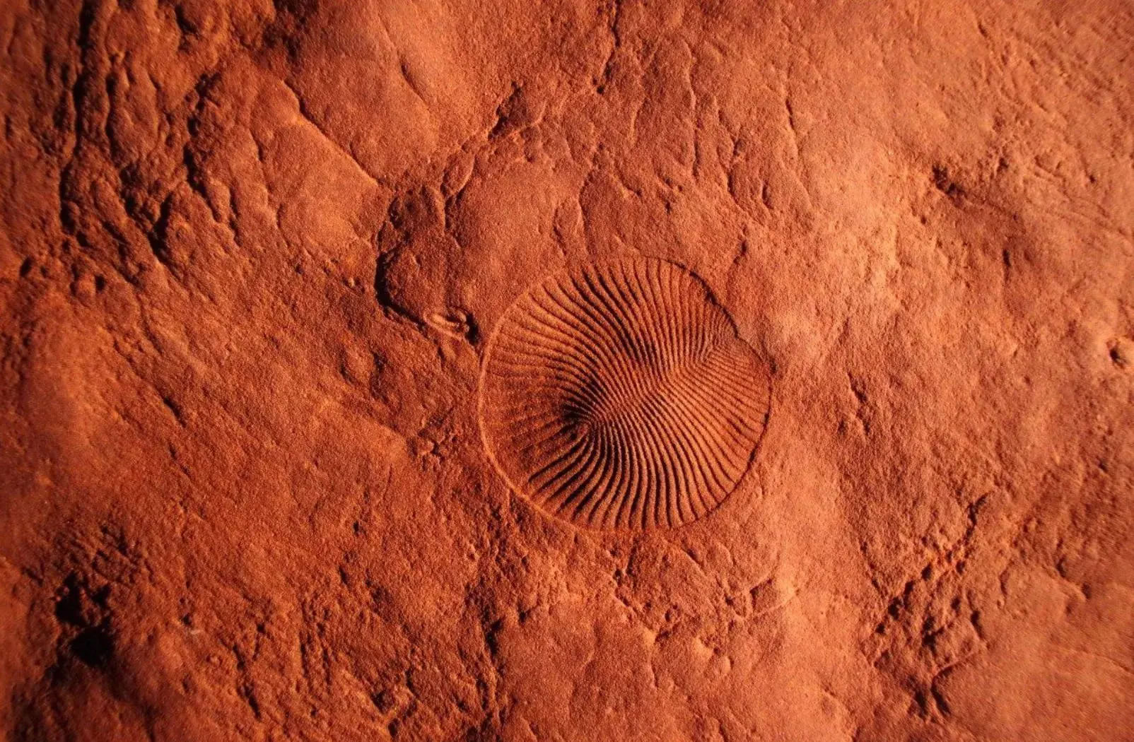 全球氧气供应的减少导致5.5亿年前震旦纪末期出现第一次动物大灭绝