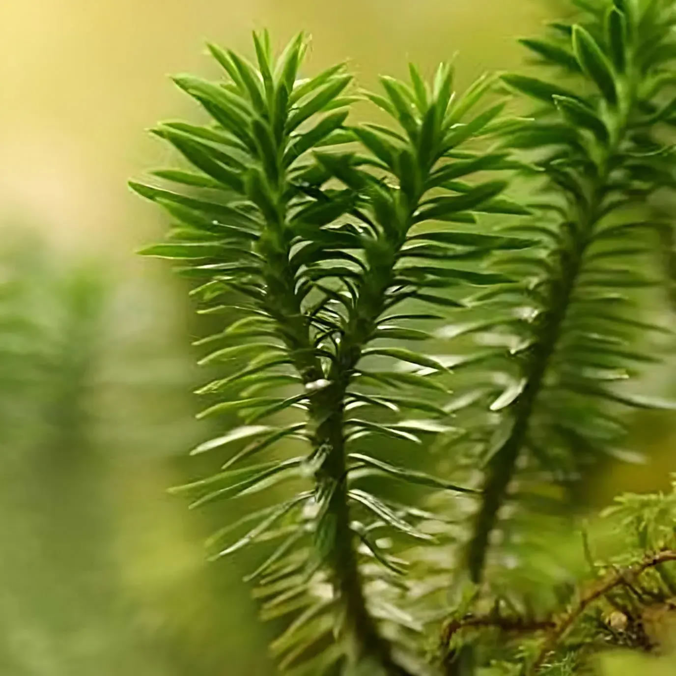 耶鲁大学研究揭示早期植物如何能够通过其维管系统的变化从水生环境过渡到陆地