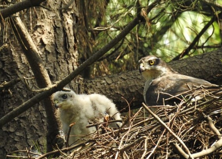 �ձ��������Ļʾӷ�Χ����4ֻ��ӥ�����2ֻèͷӥ����������ֳ