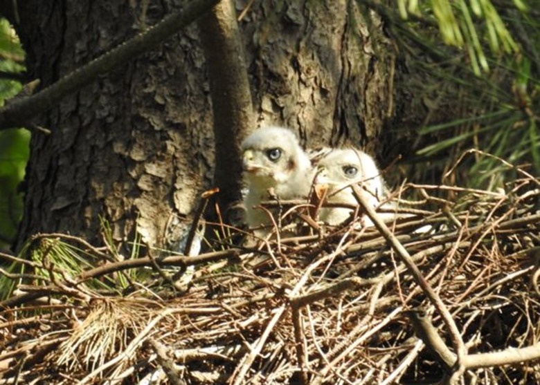 �ձ��������Ļʾӷ�Χ����4ֻ��ӥ�����2ֻèͷӥ����������ֳ