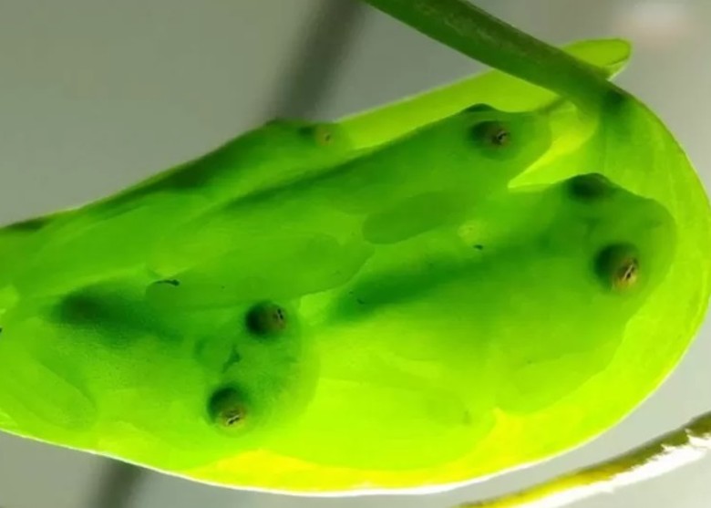 玻璃蛙睡觉时可以将血液中89%的红血球转移至肝脏 隐身躲避捕食者