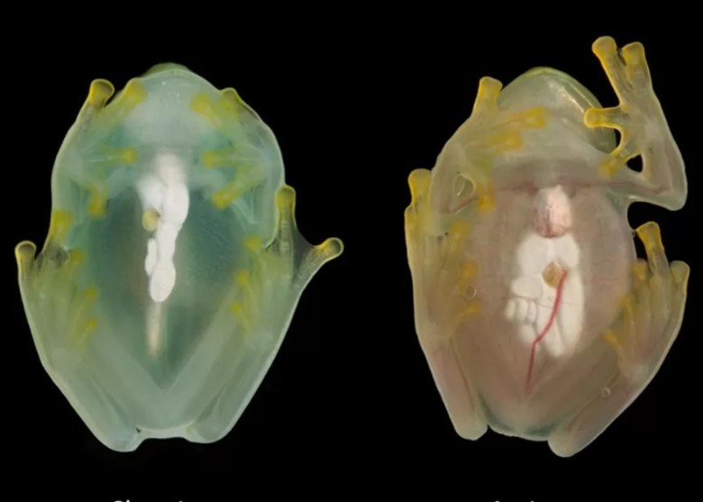 玻璃蛙睡觉时可以将血液中89%的红血球转移至肝脏 隐身躲避捕食者