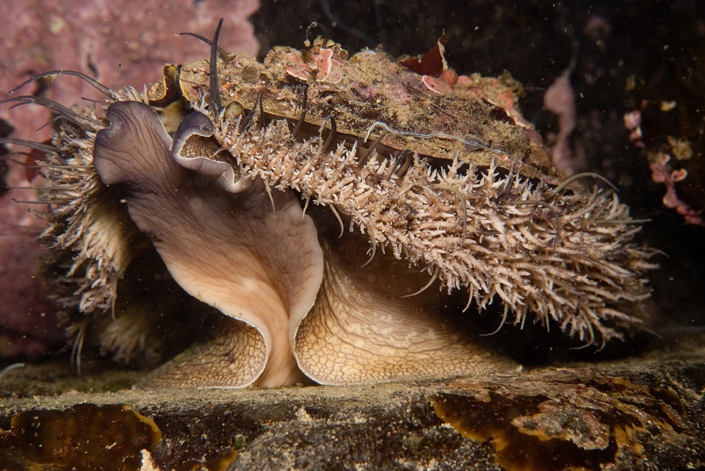 国际自然保护联盟IUCN更新红皮书:儒艮、鲍鱼、柱状珊瑚面临灭绝危机