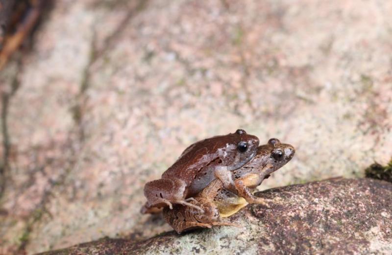 ���շ����������֡������ɽ����