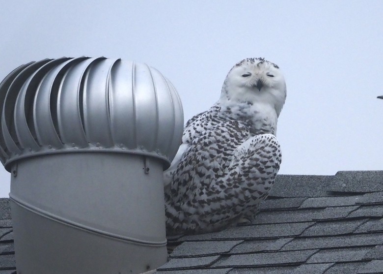 һֻ����ѩ�^�������������ϼ��� �ǰ������״�