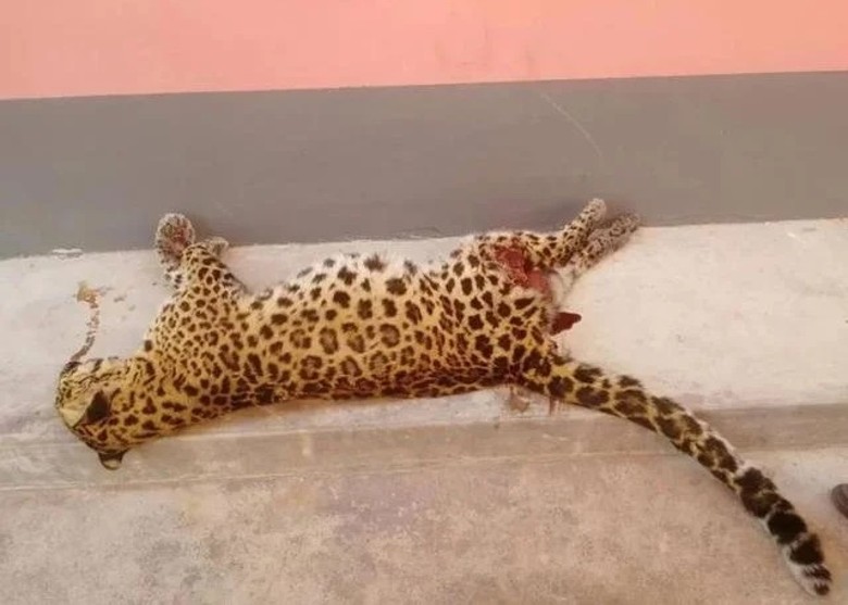 ���Ĺ�ԭ��һֻ��Σ���ֻ��������Ʊ�ײ����ʡ����