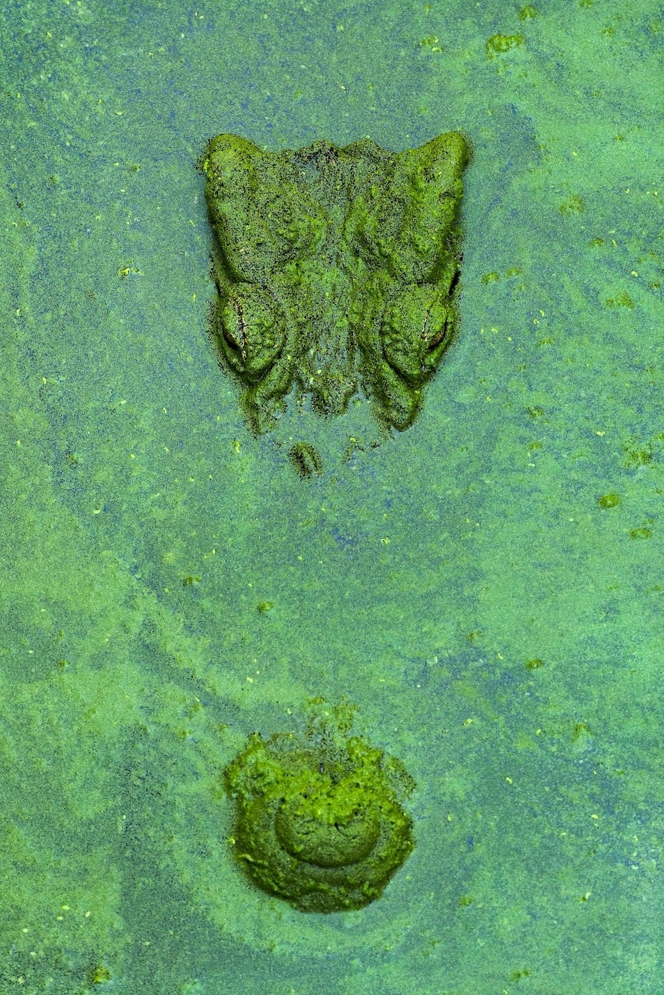 柬埔寨最成功的保育故事:世界上最稀有的爬行类之一 暹罗鳄的数量正在回升