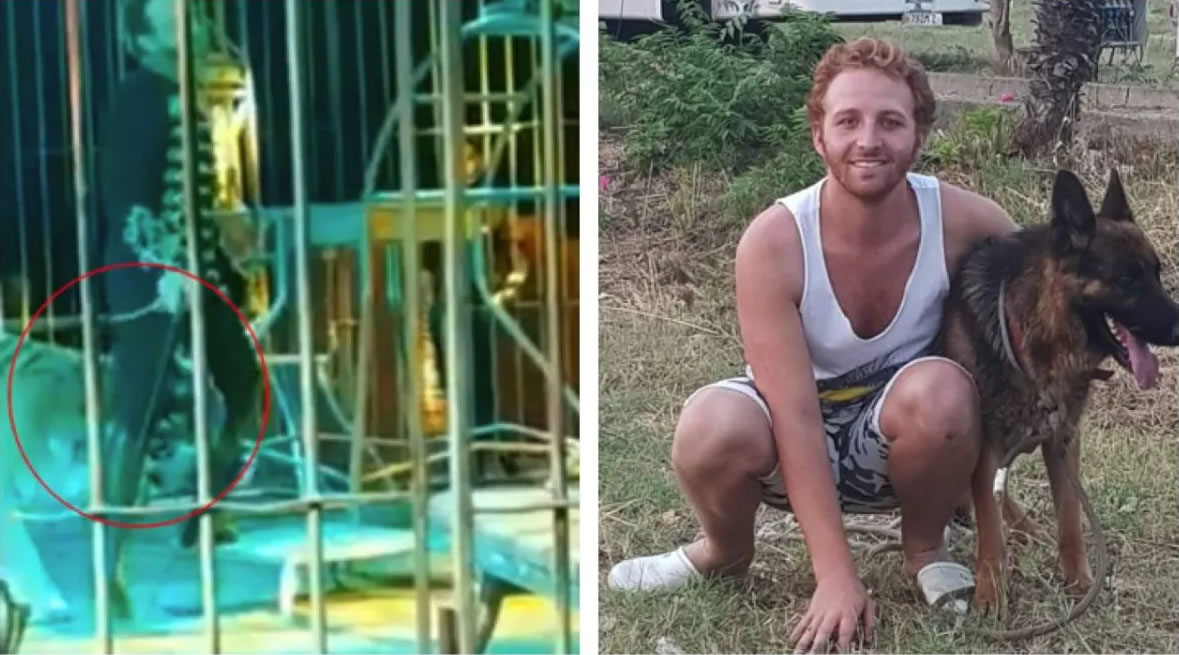 意大利莱切某马戏团训兽师被老虎袭击