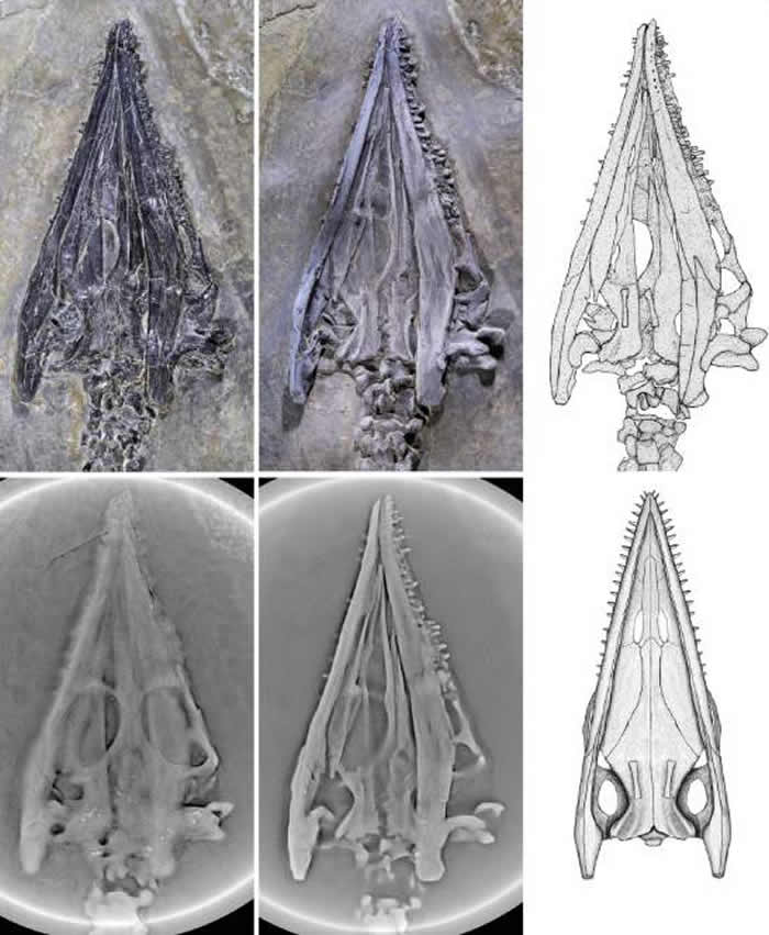 云南省罗平县发现2.44亿年前肿肋龙科爬行动物:奇异罗平龙