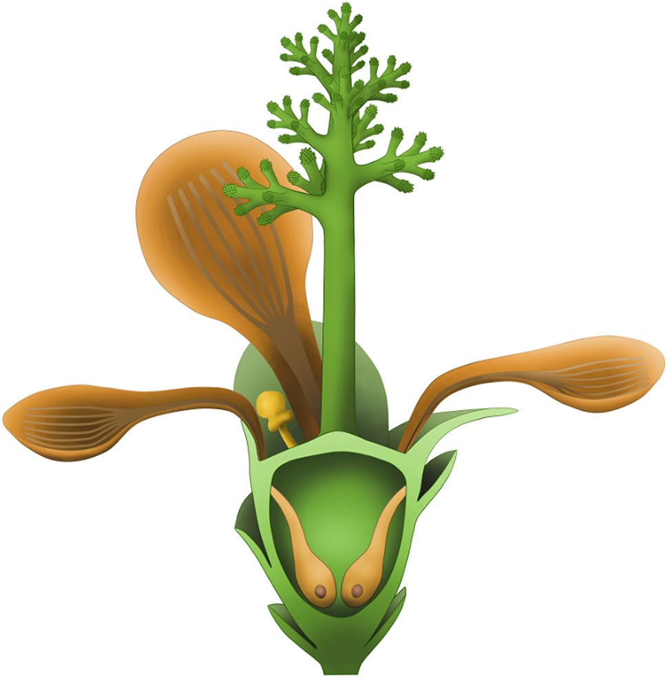 研究揭示最古老的花朵化石南京花子房内有被包裹的胚珠