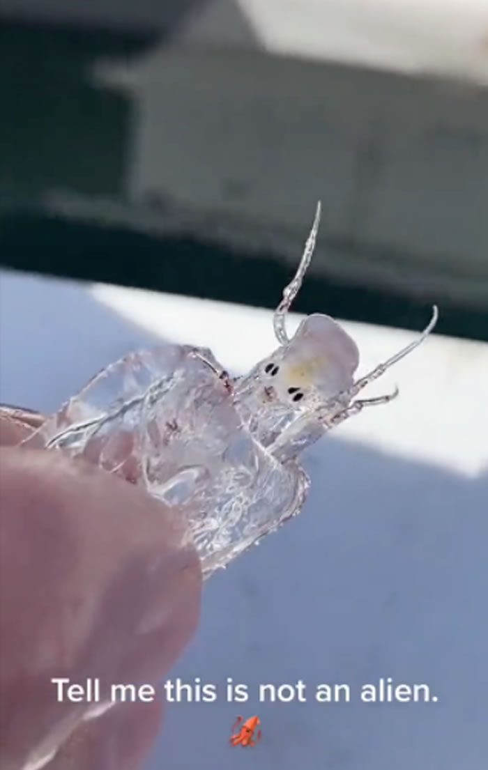 渔民捕获神似外星人的未知海洋生物 网友:深海甲壳类动物Pram bug