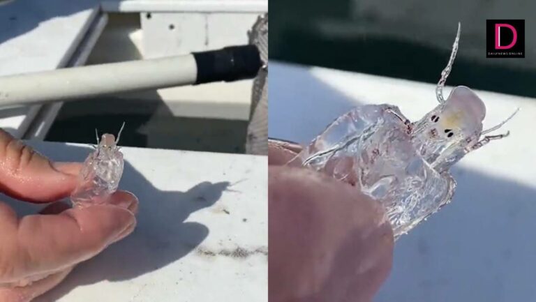 渔民捕获神似外星人的未知海洋生物 网友:深海甲壳类动物Pram bug