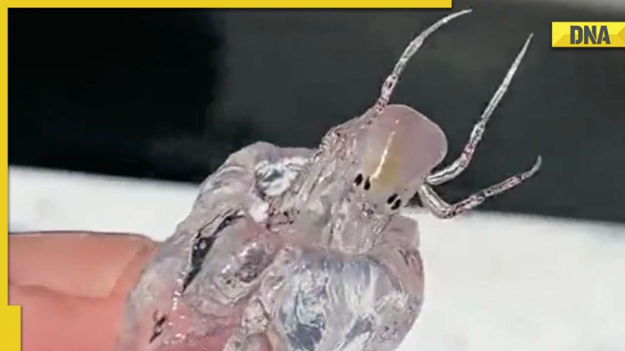 渔民捕获神似外星人的未知海洋生物 网友:深海甲壳类动物Pram bug