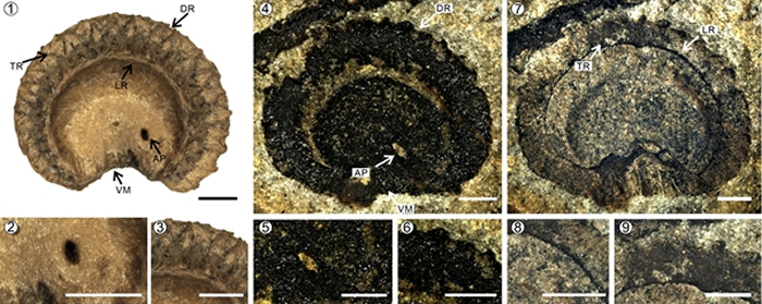 化石新种“横断古风龙”证实古风龙属在晚始新世便出现在青藏高原东南缘