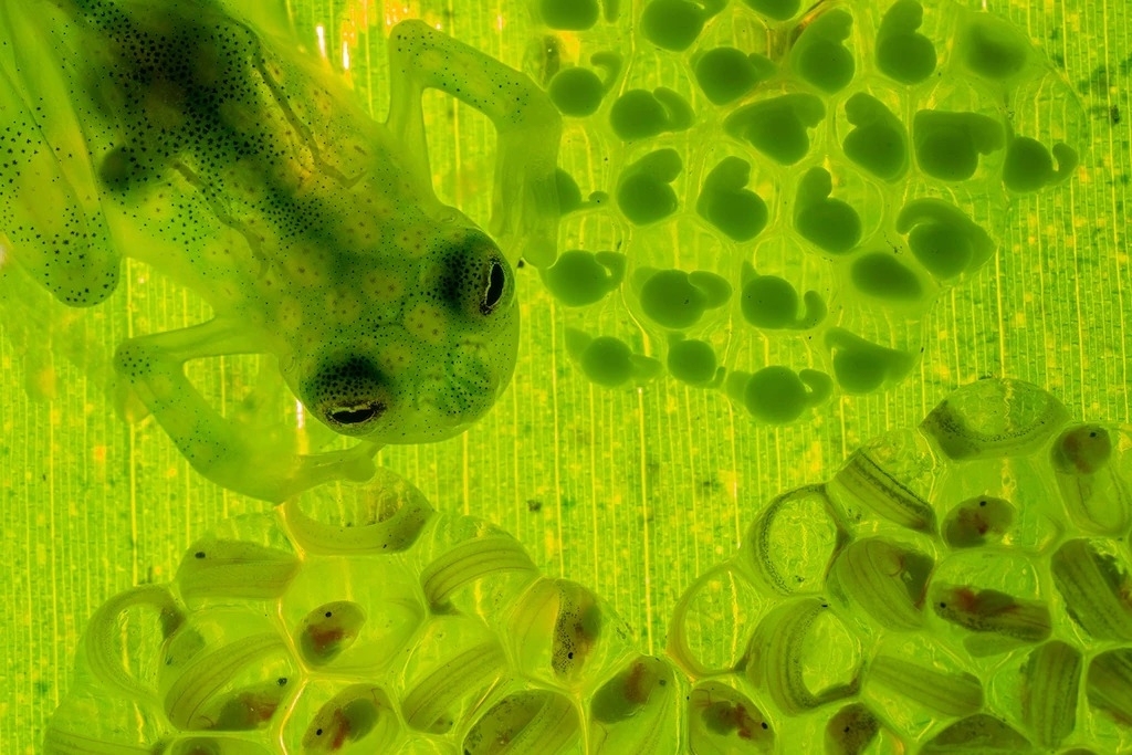 玻璃蛙凭什么变透明?秘密就在血液里