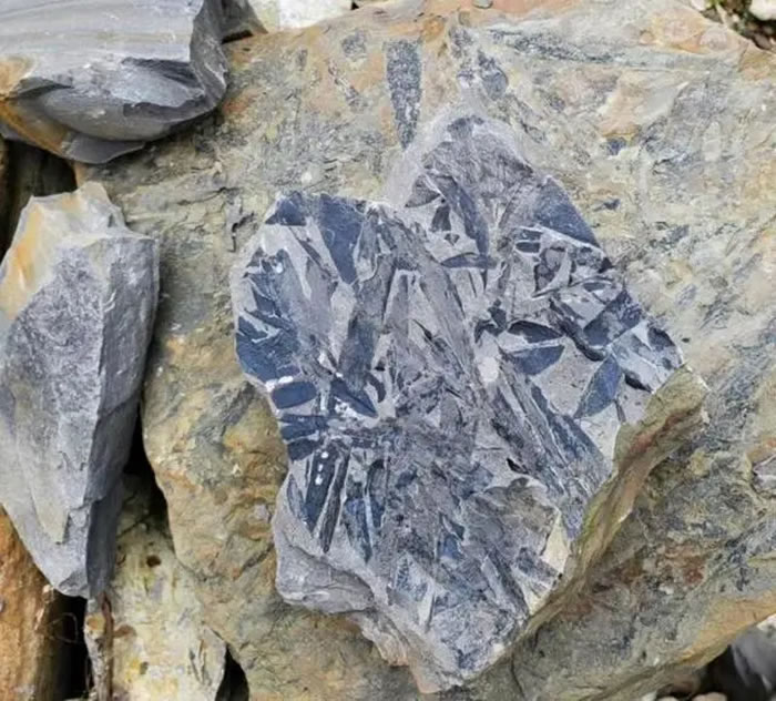 四川省彭州市白鹿镇天生桥村山沟发现大量化石已被禁入 专家:研究价值高于收藏价值