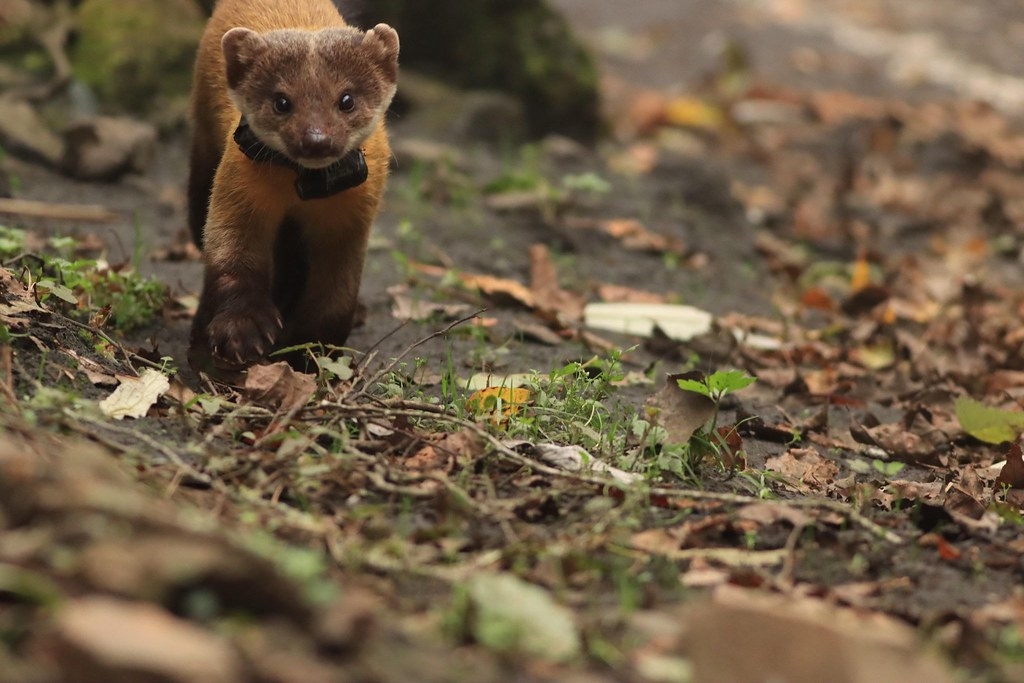 ̨��ƺ���������ʳ�ó��Ż����ع� ��Ⱥ�������Ȯ���Ȳ�ԭ