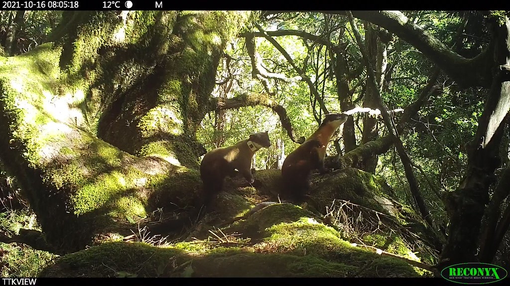 ̨��ƺ���������ʳ�ó��Ż����ع� ��Ⱥ�������Ȯ���Ȳ�ԭ