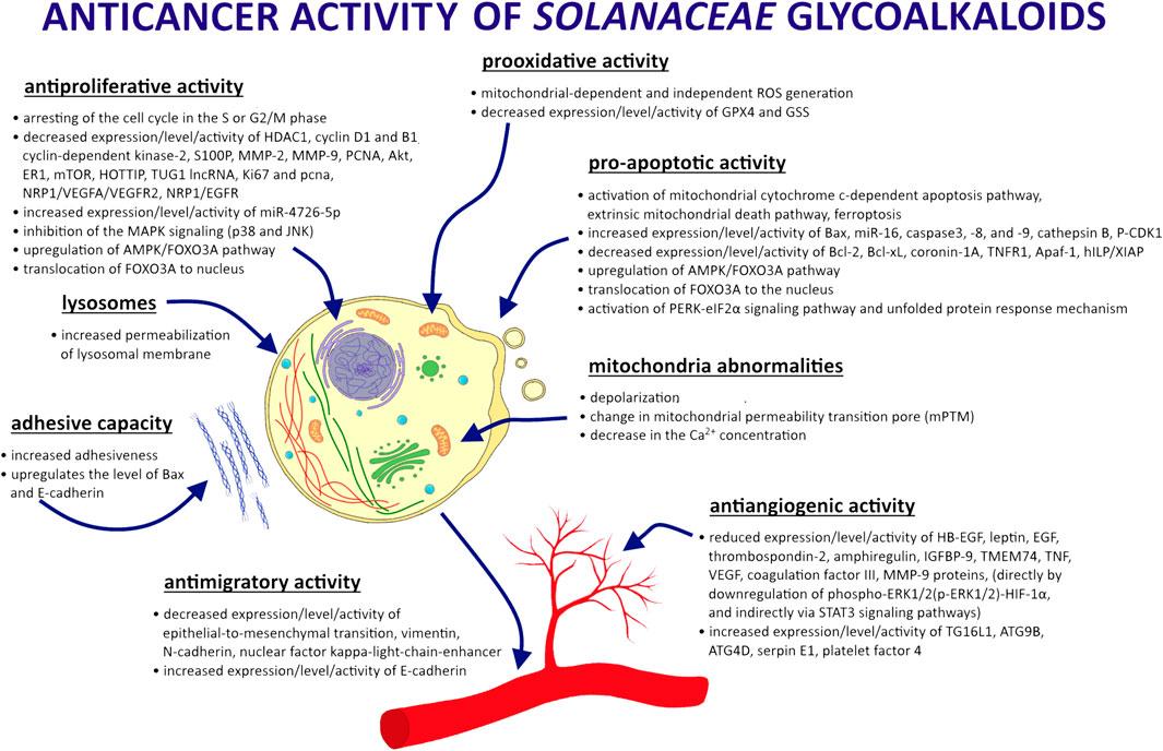 马铃薯、番茄、茄子和辣椒里的糖类生物碱如何被用于治疗癌症?