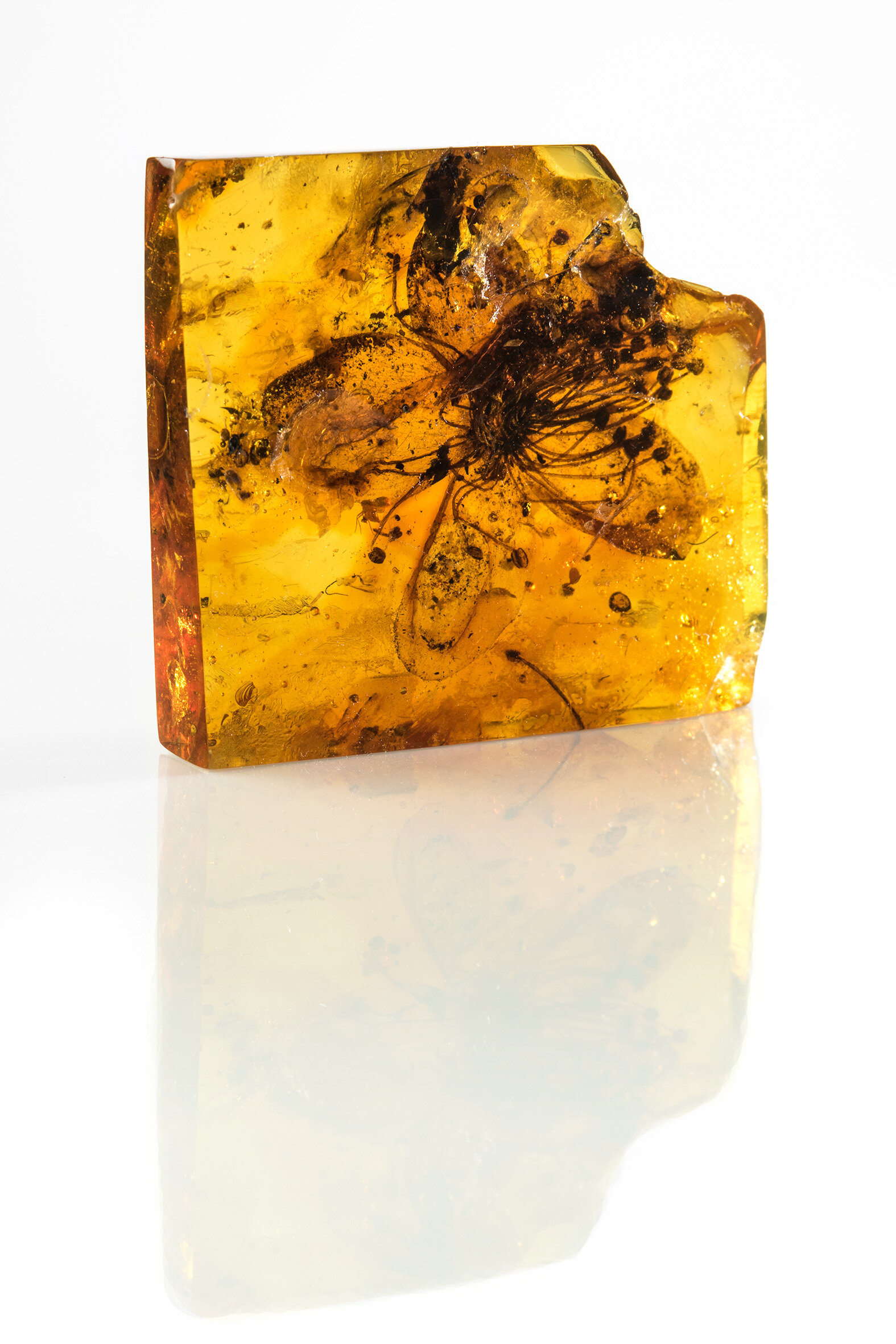 3300多万年前的波罗的海琥珀中发现最大的花朵