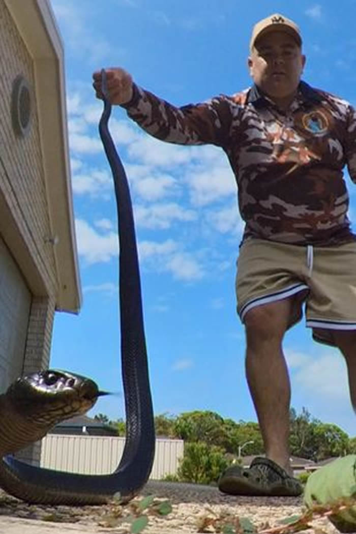 澳洲一户人家请人抓完蛇后赖帐拒绝付钱 捕蛇专家气得直接把赤腹伊澳蛇丢回去
