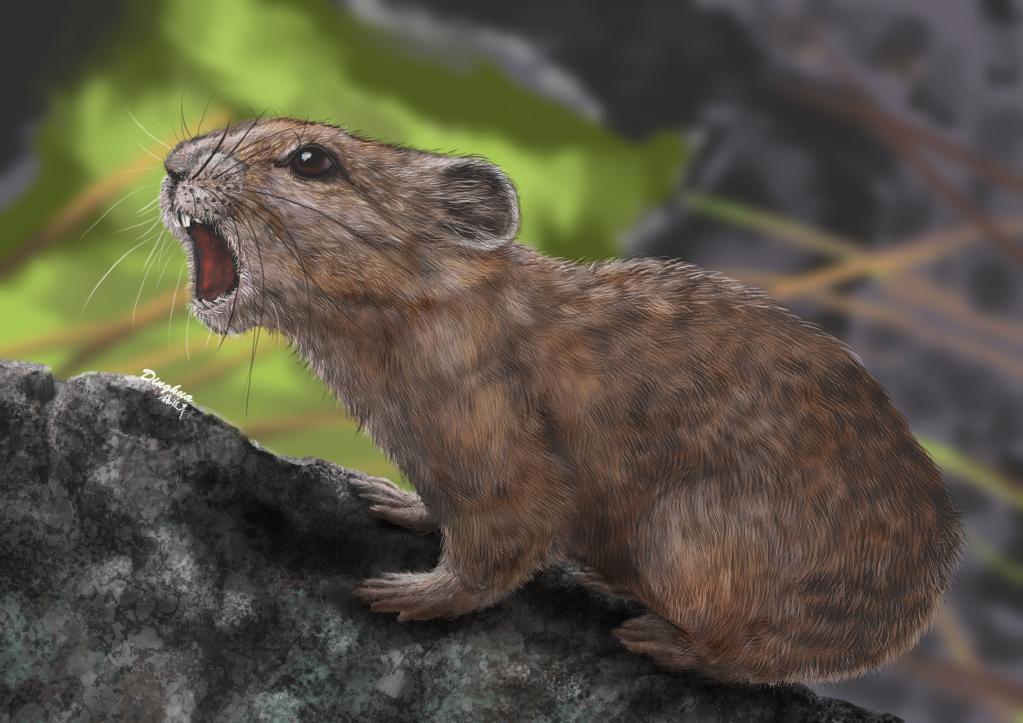 2023年癸卯兔年 可爱的兔子如何起源演化而来?