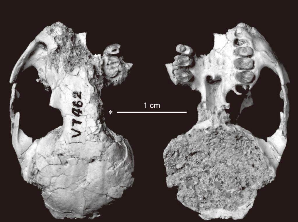 2023年癸卯兔年 可爱的兔子如何起源演化而来?