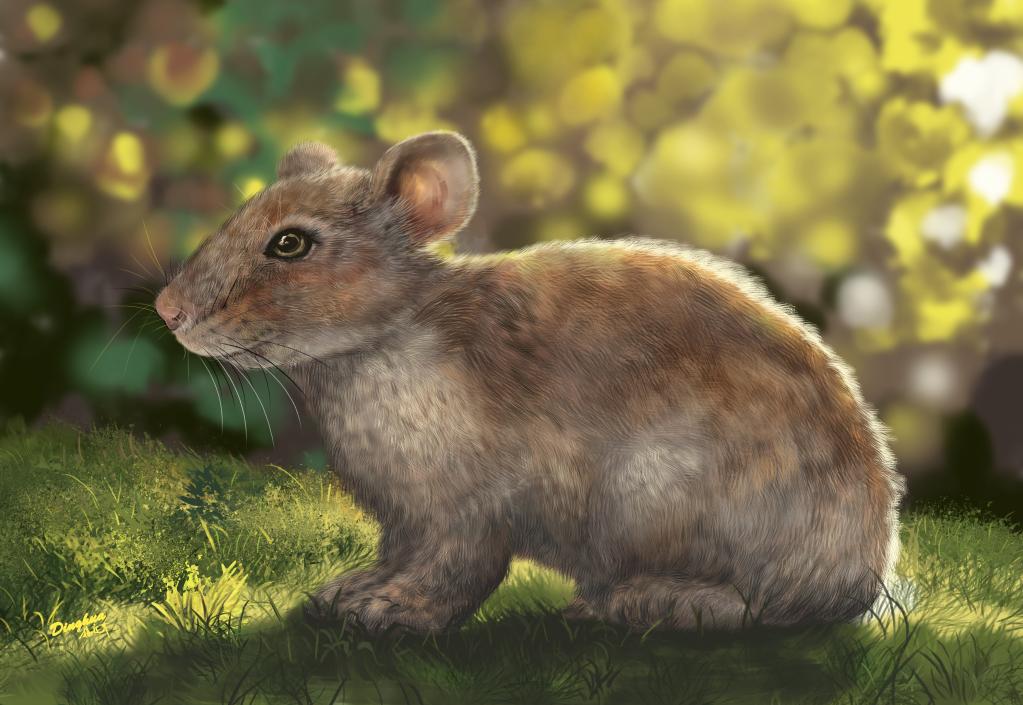 2023年癸卯兔年 可爱的兔子如何起源演化而来?