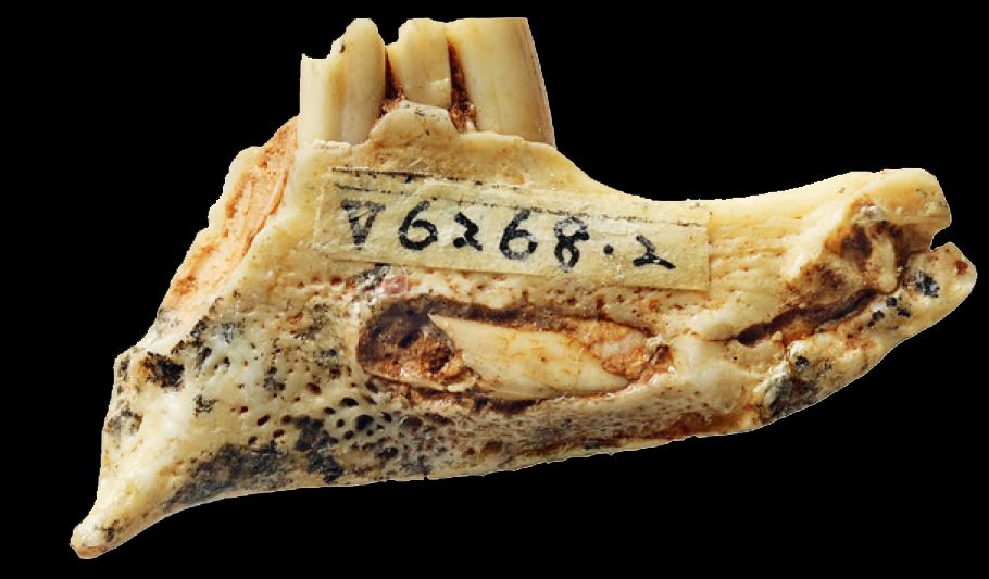 2023年癸卯兔年 可爱的兔子如何起源演化而来?