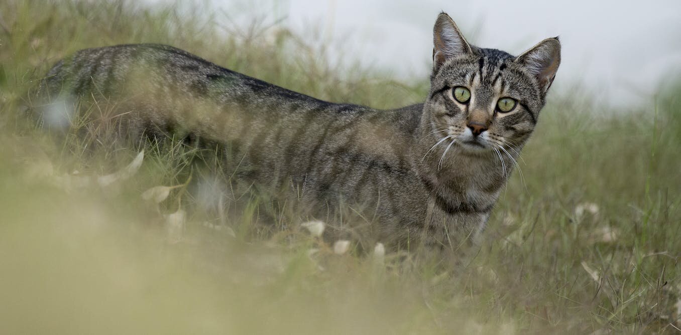 ĴǵҰΪصһЩڼǿܵ