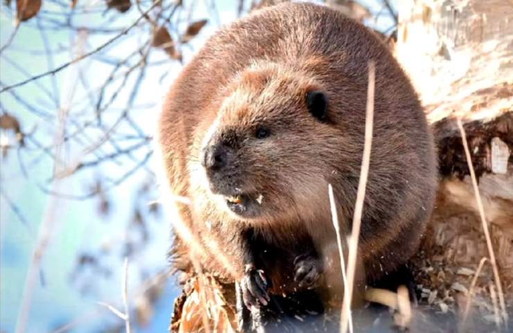 Ӱʦѩطһë׵ɫ ʵ־Ǽô