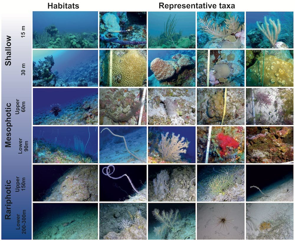 深海珊瑚礁非常壮观几乎没有被发现 研究人员：必须保护它们
